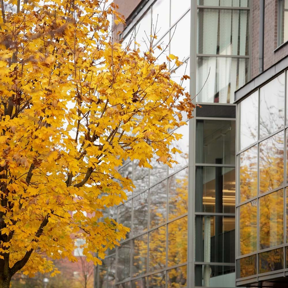 Yellow Tree Facade